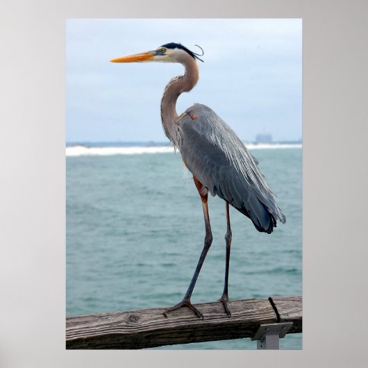 Great Blue Heron poster (Voorkant)