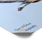 Great Blue Heron Poster (Hoek)