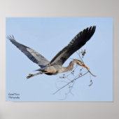 Great Blue Heron Poster (Voorkant)