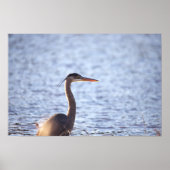 Great Blue Heron Poster (Voorkant)