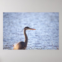 Great Blue Heron Poster