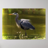 Great Blue Heron Poster (Voorkant)