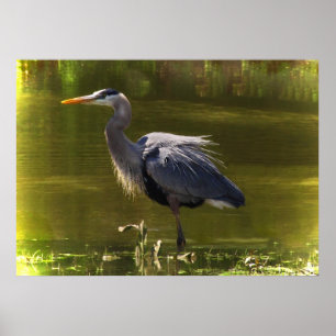 Great Blue Heron Poster