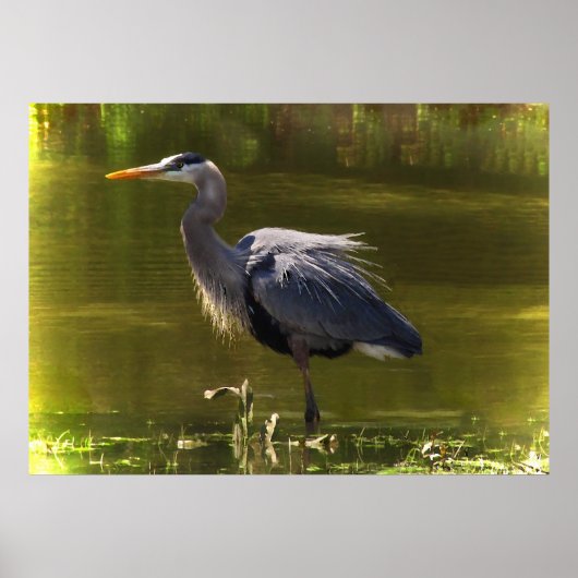 Great Blue Heron Poster (Voorkant)