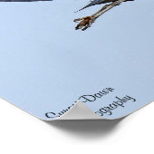 Great Blue Heron Poster (Hoek)
