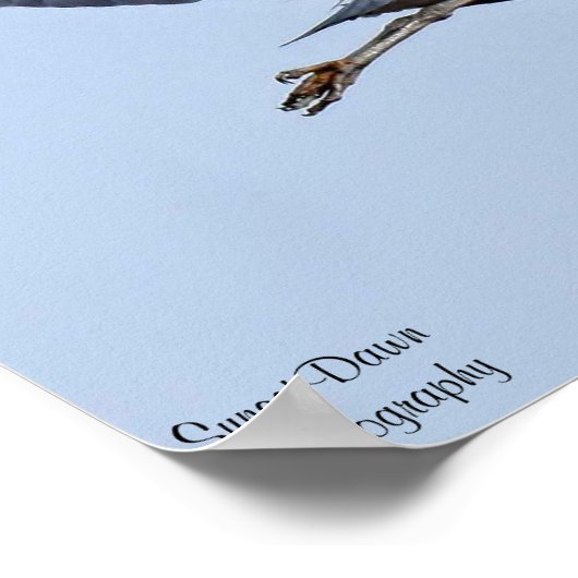 Great Blue Heron Poster (Hoek)