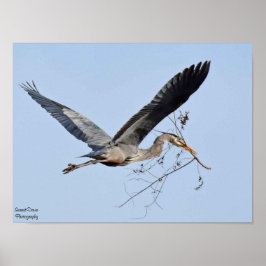 Great Blue Heron Poster