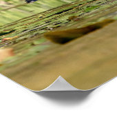 Great Blue Heron Poster (Hoek)