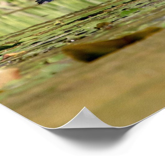 Great Blue Heron Poster (Hoek)