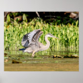 Great Blue Heron Poster (Voorkant)