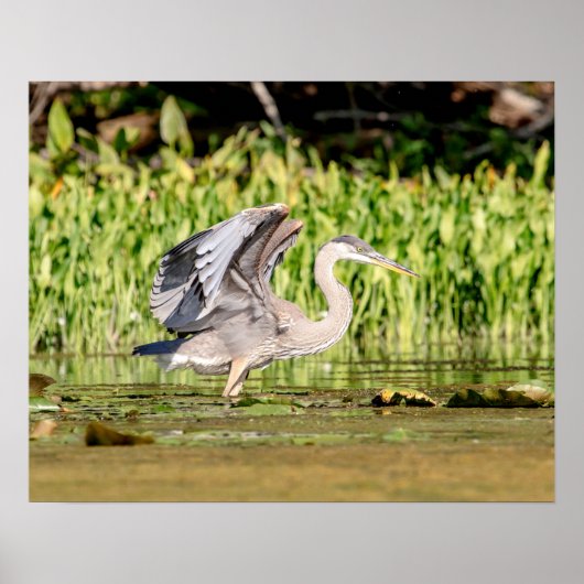 Great Blue Heron Poster (Voorkant)