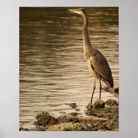 Great Blue Heron Poster (Voorkant)
