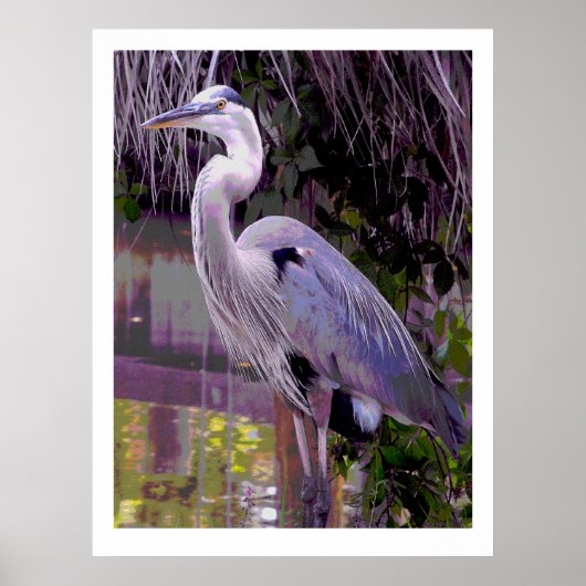 Great Blue Heron Poster (Voorkant)