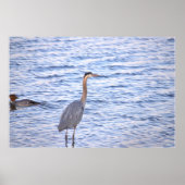 Great Blue Heron Poster (Voorkant)