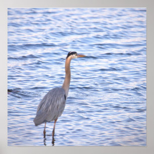 Great Blue Heron Poster
