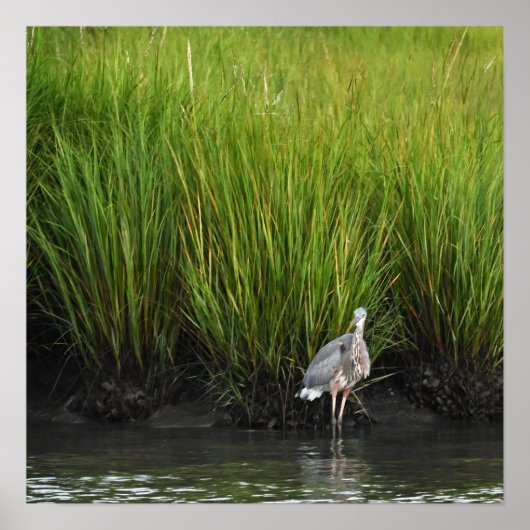 Great Blue Heron Poster (Voorkant)