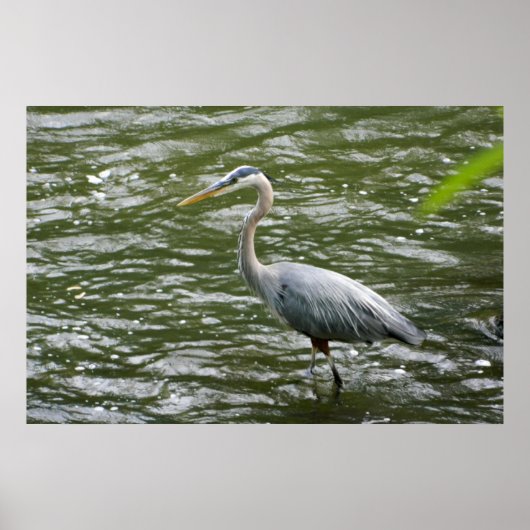 Great Blue Heron Poster (Voorkant)