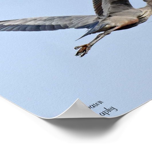 Great Blue Heron Poster (Hoek)