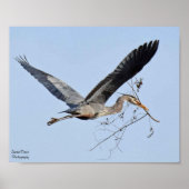Great Blue Heron Poster (Voorkant)