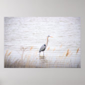 Great Blue Heron Poster (Voorkant)