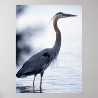 Great Blue Heron Poster