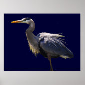 Great Blue Heron Poster (Voorkant)