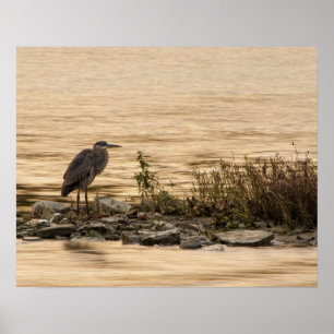 Great Blue Heron Poster