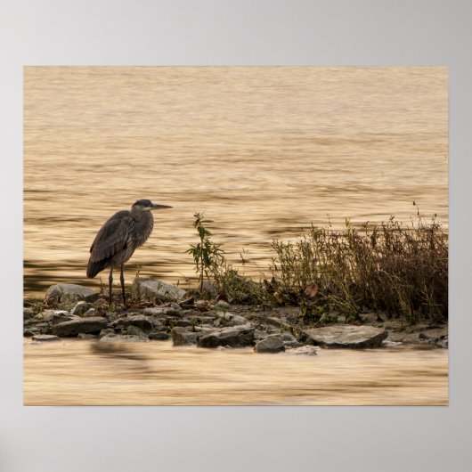 Great Blue Heron Poster (Voorkant)