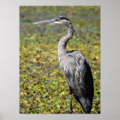 Great Blue Heron Poster (Voorkant)