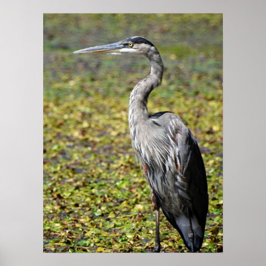 Great Blue Heron Poster (Voorkant)