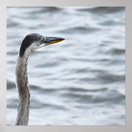 Great Blue Heron Poster (Voorkant)