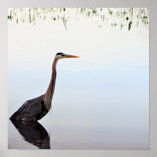 Great Blue Heron Poster (Voorkant)