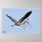 Great Blue Heron Poster (Voorkant)