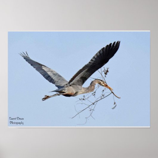 Great Blue Heron Poster (Voorkant)