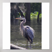 Great Blue Heron Poster (Voorkant)