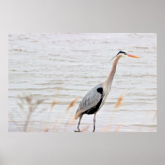Great Blue Heron Poster (Voorkant)