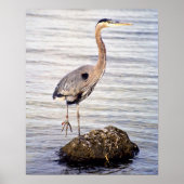 Great Blue Heron Poster (Voorkant)