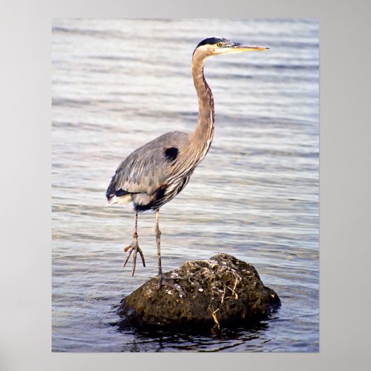 Great Blue Heron Poster (Voorkant)