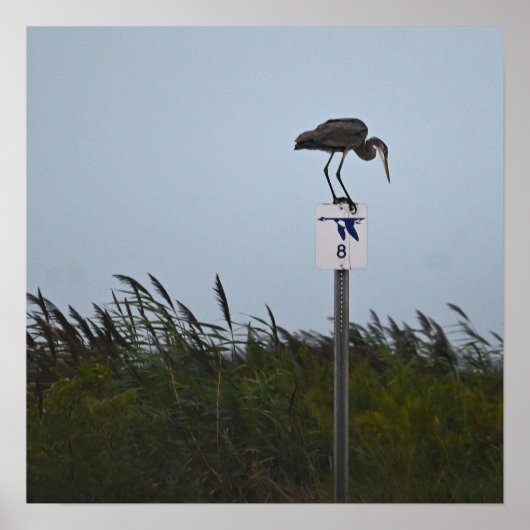 Great Blue Heron Poster (Voorkant)