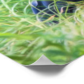 Great Blue Heron Poster (Hoek)