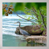 Great Blue Heron Poster (Voorkant)