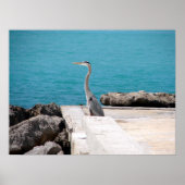 Great Blue Heron Poster (Voorkant)