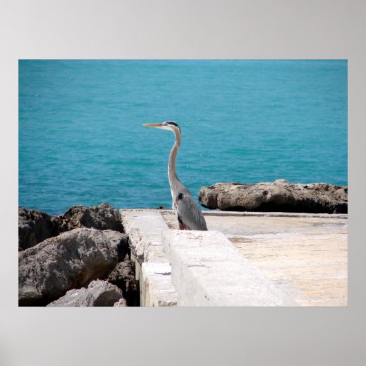 Great Blue Heron Poster (Voorkant)