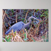 GREAT BLUE HERON POSTER (Voorkant)