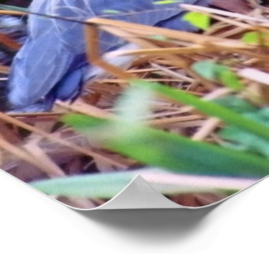 GREAT BLUE HERON POSTER (Hoek)