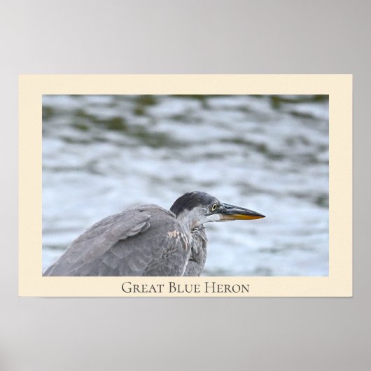 Great Blue Heron Poster (Voorkant)