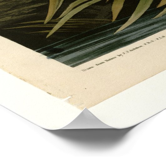 Great Blue Heron Poster (Hoek)