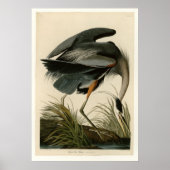 Great Blue Heron Poster (Voorkant)