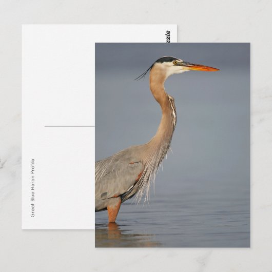 Great Blue Heron Profile Briefkaart (Voorkant / Achterkant)