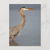 Great Blue Heron Profile Briefkaart (Voorkant)